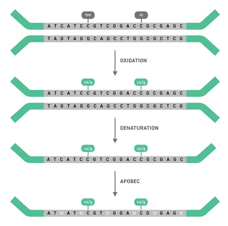 ngs_ngs-methylation-detection-system