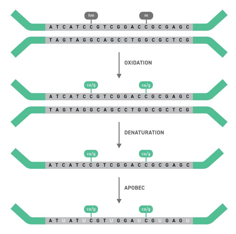 ngs_ngs-methylation-detection-system